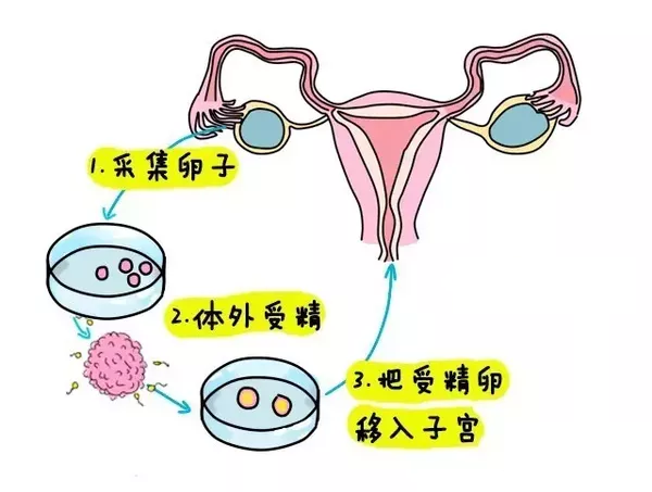 胚胎发育